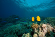 Masked butterflyfish