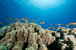oman anthias, coral and ocean