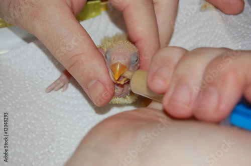 Foto: Agaporni Papillero Agaporni Papillero