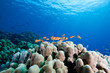 oman anthias, coral and ocean