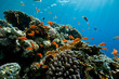 oman anthias