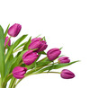 purple tulips on a white background purple tulips on a white background