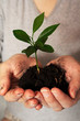 Green plant in a hands