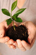 Green plant in a hands