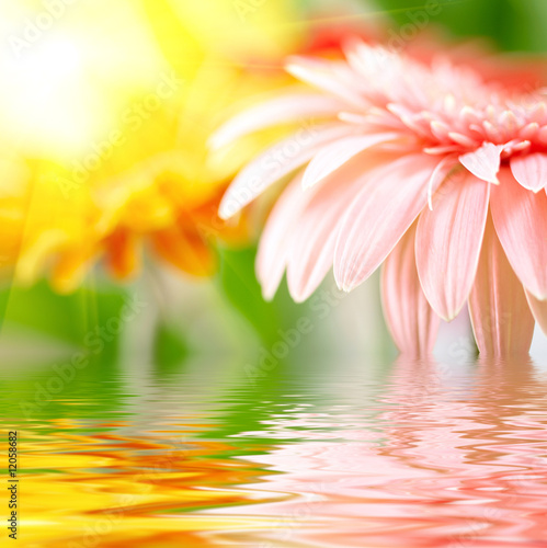 Closeup of pink daisy-gerbera reflected in the water Closeup of pink daisy-gerbera reflected in the water