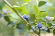 Ripe blueberries growing on a branch Ripe blueberries growing on a branch