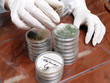 Petri dishes