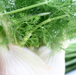 Fenchel