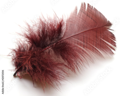 Foto: plume de couleur chocolat plume de couleur chocolat