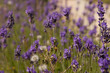 Foto: Lavendel Lavendel