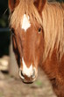 Animaux