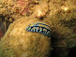 Wasserschnecke