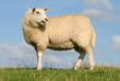 Deichschaf