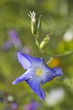 Flor del lino