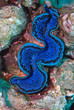 Bénitier (Maldives)