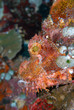 Scorpion fish (Indonésie - Manado)