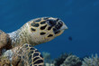 Tortue (Egypte - El gouna)