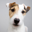adorable dog adorable dog