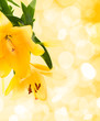 lily flower