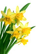 Yellow spring narcissus