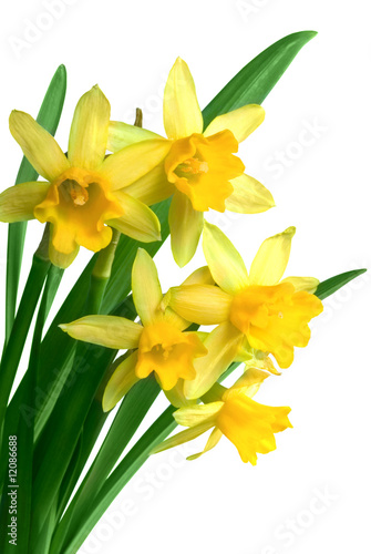 Yellow spring narcissus Yellow spring narcissus