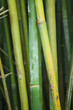 bamboo bamboo