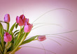 Tulips pink background Tulips pink background