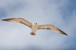 beach  bird