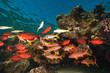 coral and fish