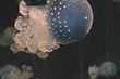 Medusa, jellyfish swimming in sea