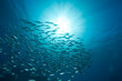 striped mackerel