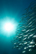 striped mackerel