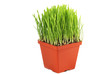 Pot with green oat grass isolated on white background