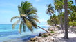 Famous Palm Tree