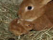 lapin