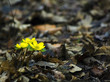 Three little flowers