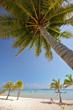 Palm tree over paradise white sand beach, Moorea Polynesia