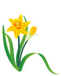 Daffodil