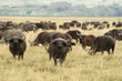 The African Buffalo or Cape Buffalo is a large African mammal