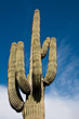 Saguaro against Sky and Clouds