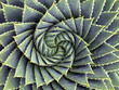 Spiral aloe
