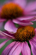 Echinacea purpurea