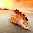 shell