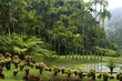 France, Martinique, jardin de Balata France, Martinique, jardin de Balata