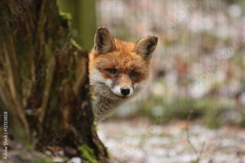 Foto: Fuchs Fuchs