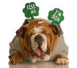 St. Patricks Day dog - funny Irish bulldog St. Patricks Day dog - funny Irish bulldog