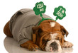 St. Patricks Day dog - bulldog wearing grey sweatsuit St. Patricks Day dog - bulldog wearing grey sweatsuit