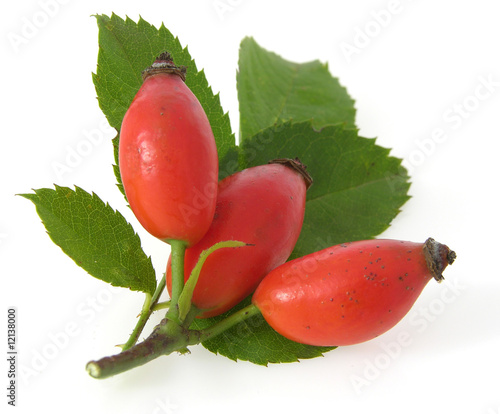 Hagebutten mit Blätter/rose-hip with leaves