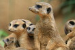 Erdmännchen Kolonie (Suricata suricatta)