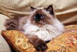 Himalayan Cat Himalayan Cat